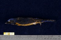 藏品(黃腹琉璃)的圖片